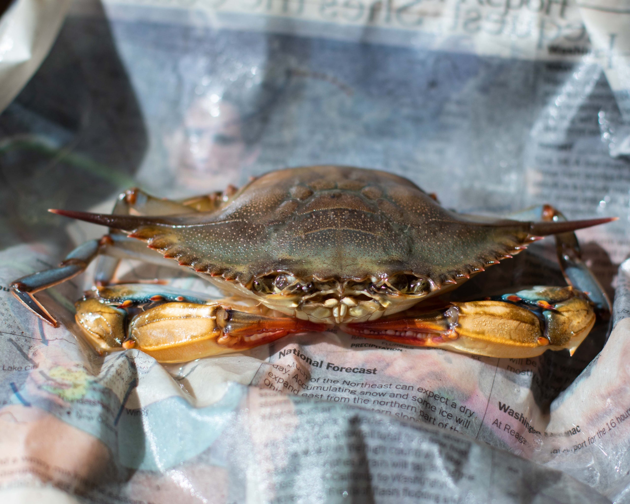 Soft Shell Crab Prime | Harbor House Seafood Hatteras